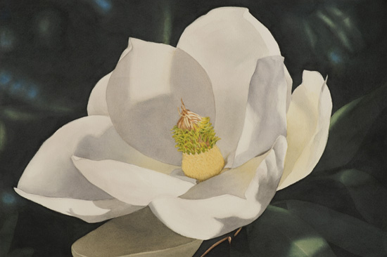 Magnolia Study